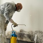 Black Mold Removal: Mold
