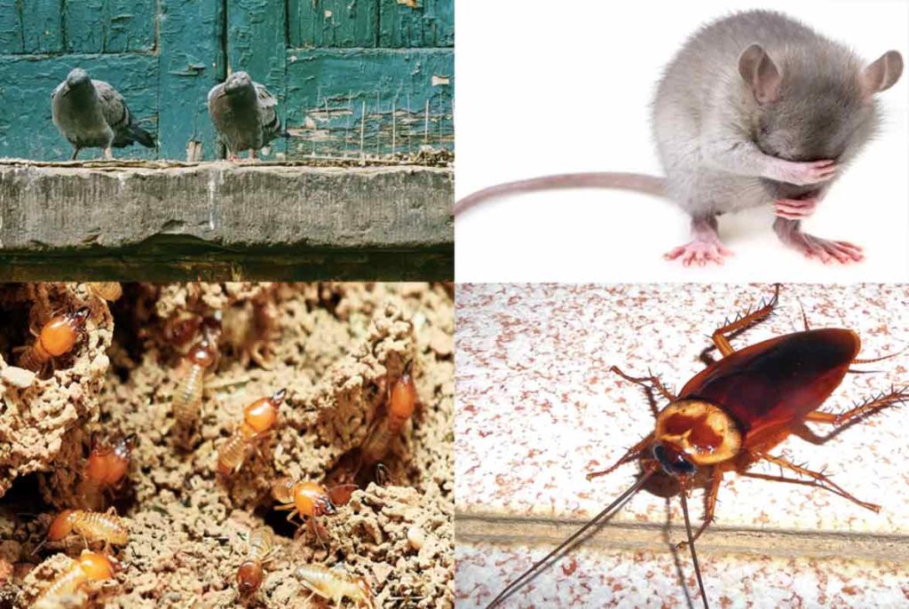 An Overview On The urban-dwelling Pests And How To Manage Them
